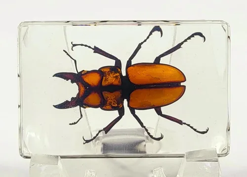 Miniatura 31 de 44mm Hormiga gigante tropical real en resina de lucita transparente cristalina, espécimen preservado Pseudoneoponera Rufipes, taxidermia