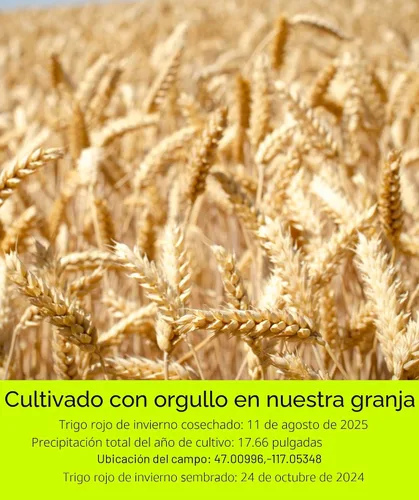 Miniatura 3 de Granos de trigo duro rojo de invierno transgénicos, 100 % sin irradiar. Certificado Kosher Parve. Cultivado en EE. UU. Registro de campo
