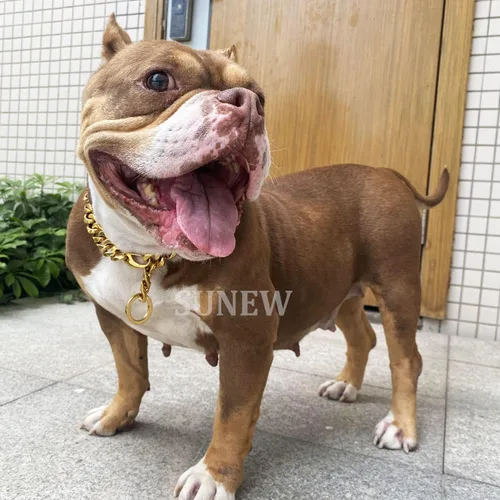 Miniatura 3 de Cierres de langosta fuertes ajustables para perros, collar de titanio, para entrenamiento, caminar, de metal, a prueba de masticación, para perros