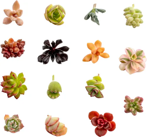 Miniatura 2 de Esquejes de suculentas variados en vivo, esquejes de suculentas sin raíz, plantas de interior para principiantes para el hogar, jardín o regalo