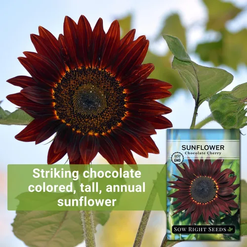 Miniatura 3 de Sow Right Seeds - Semillas de girasol de cereza y chocolate para plantar - Paquete de reliquia sin OMG con instrucciones para cultivar - Hermosa