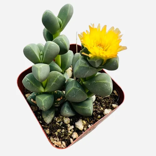 Miniatura 5 de Plantas Suculentas Vivas de USKC (Maceta de 5 cm Pachyphytum Oviferum - Piedra Lunar Rosa)