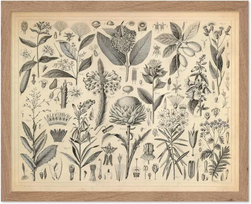 Miniatura 37 de Poster Master Póster Vintage de Plantas Cultivadas - Impresión Botánica Retro - Arte de Flores - Arte de Plantas - Regalo para Hombres y Mujeres