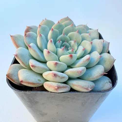 Miniatura 16 de Plantas suculentas vivas, variedades variadas en dos tamaños de maceta, plantas de fácil cuidado para interiores y exteriores, GNEM
