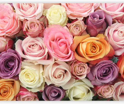 artgeist Mural de pared con rosas de 138 x 106 pulgadas, papel tapiz no tejido de forro polar para decoración de pared, impresión fotográfica, #05