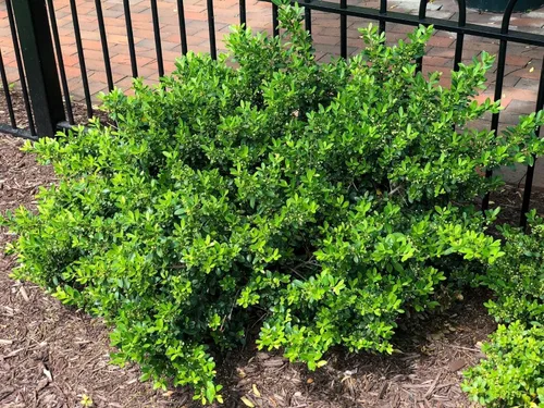 Miniatura 3 de Hoogendoorn Holly Shrub I 3 Live Plants I Ilex Crenata Árbol de hoja perenne brillante para setos, pantallas de privacidad y acentos decorativos