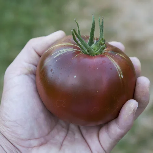 Miniatura 3 de Semillas Black Prince Tomate Determinar Vegetales no OGM para plantar