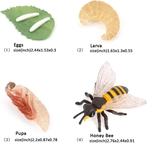 Miniatura 2 de Hvogvok Ciclo de Crecimiento de Abejas, Modelo Biológico del Ciclo de Crecimiento Animal, Conjunto de Modelo del Ciclo de Vida de Abeja Realista