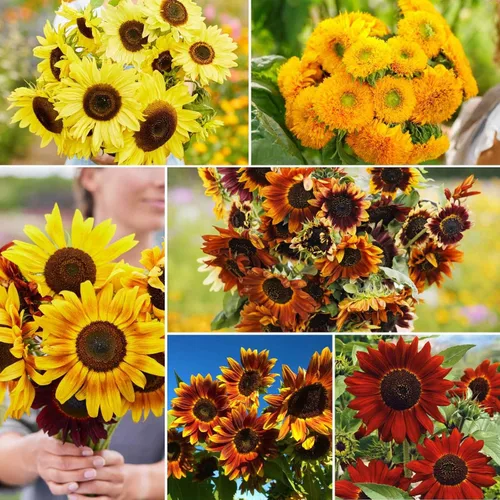Eden Brothers Here Comes The Sun Flower - Semillas mixtas para plantar, 1 libra, más de 480,000 semillas con belleza otoñal, girasol de reina limón
