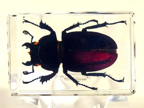 Miniatura 37 de 44mm Hormiga gigante tropical real en resina de lucita transparente cristalina, espécimen preservado Pseudoneoponera Rufipes, taxidermia