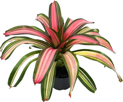 Miniatura 6 de ragnaroc Plantas Vivas – Bromelia Neoregelia Dragon, 8-12" en Maceta de 6" - 1ct - Llegada Viva Garantizada - Plantas de Casa para Decoración