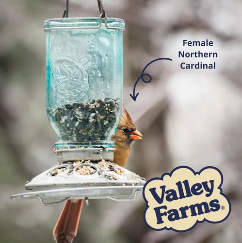 Miniatura 7 de Valley Farms Super Deluxe - Alimento para pájaros silvestres (15 libras) para comederos exteriores – 0% rellenos – cargas de semillas de girasol