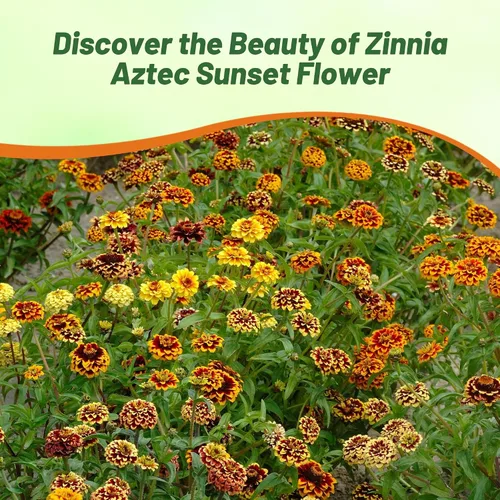 Miniatura 5 de Outsidepride - Zinnia Haageana, 100 semillas anuales, Aztec Sunset Flower Seed Mix, mezcla de semillas de flores para plantar