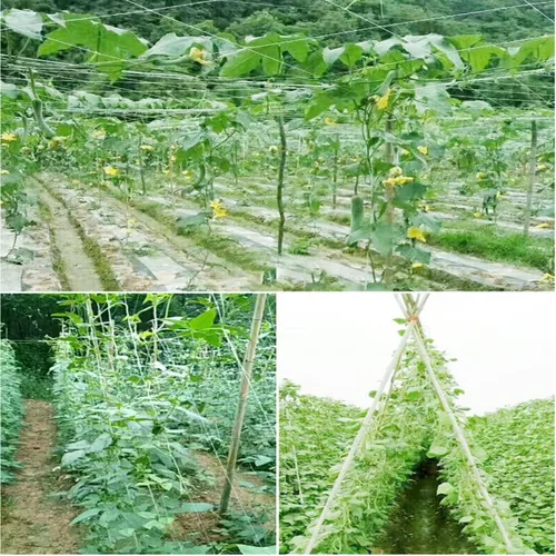 Miniatura 4 de Red de enrejado blanco de 4 x 100 pies, red de polipropileno resistente para plantas de trepado, verduras, frutas, flores