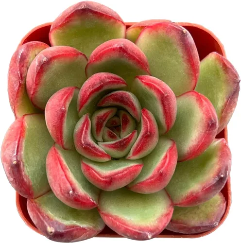 Miniatura 7 de Sprout N Green Sedum Dorado, Sedum adolphi, Mini suculenta viva totalmente enraizada en maceta de inicio de 2 pulgadas con mezcla de tierra, planta