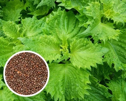 200pcs Green Shiso Seeds Perilla Beefsteak Plant Korean Basil