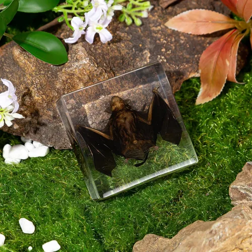 Miniatura 3 de Murciélago de taxidermia real en resina, animales de taxidermia para exhibición gótica en el hogar, rarezas y curiosidades, regalos