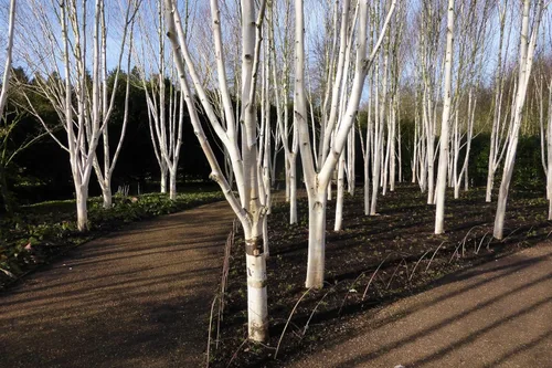 Miniatura 4 de TomorrowSeeds - Semillas de abedul blanco europeo - Más de 3600 unidades - para plantar Betula Pendula 2026 Papel blanco escamoso corteza de papel