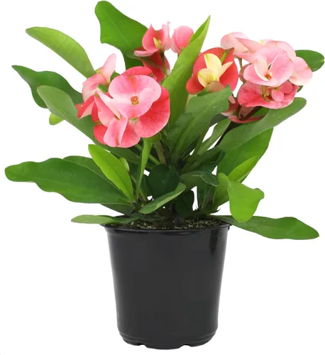 Altman Plants Planta Crown of Thorns (Euphorbia milii) en maceta de 4.25 pulgadas, fácil cuidado de las plantas, planta de interior y suculentas