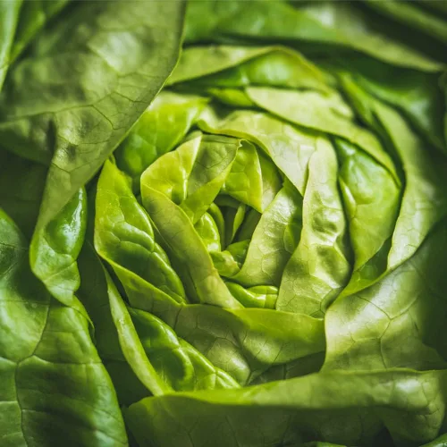 Miniatura 2 de Semillas de Lechuga (Buttercrunch) (2300 Semillas)