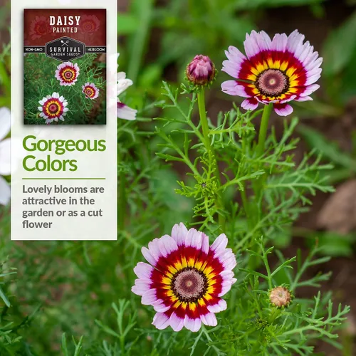 Miniatura 4 de 1 paquete de semillas de margaritas pintadas para plantar con instrucciones para cultivar flores silvestres perennes coloridas en el jardín