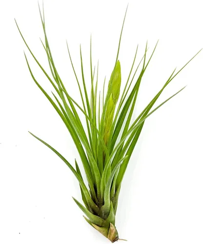 Miniatura 32 de ragnaroc Air Plants - Tillandsia Caput Medusae Floreciente, Grande 5-7" - 1ct - Llegada Viva Garantizada - Plantas de Casa para Decoración del Hogar