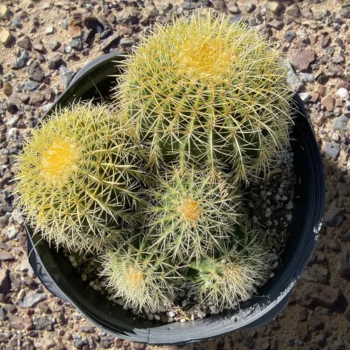 Cactus Outlet - Planta de cactus de barril dorado - Plantas de cactus vivas - Plantas de cactus en barril vivas - 10 galones - Plantas de cactus en