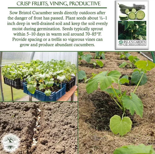 Miniatura 5 de Semillas de pepino "Bristol" para plantar, más de 25 semillas por paquete, semillas de jardín de Isla (semillas de jardín de Isla), semillas sin OMG
