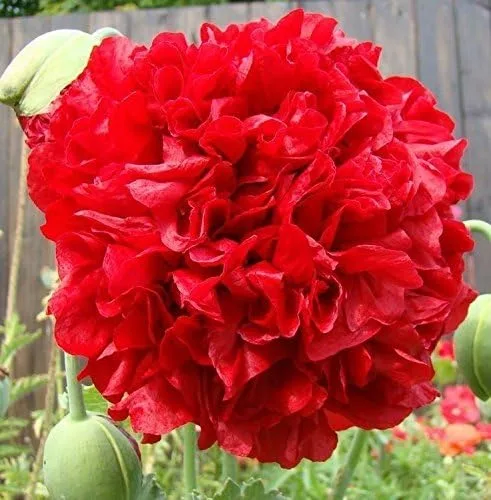 Red~ "Papaver Somniferum" 300 Seeds-Annual Double PEONY POPPY