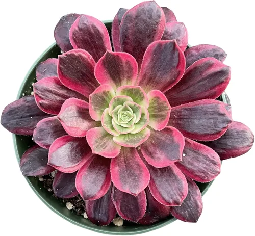 Miniatura 15 de Cotyledon Pendens de 4 pulgadas, suculenta viva completamente enraizada en macetas con mezcla de tierra, planta doméstica rara para la decoración
