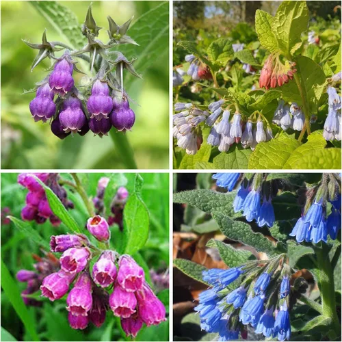 80 semillas de consuelda Symphytum Officinale - Semillas de jardín frescas reliquia sin OMG