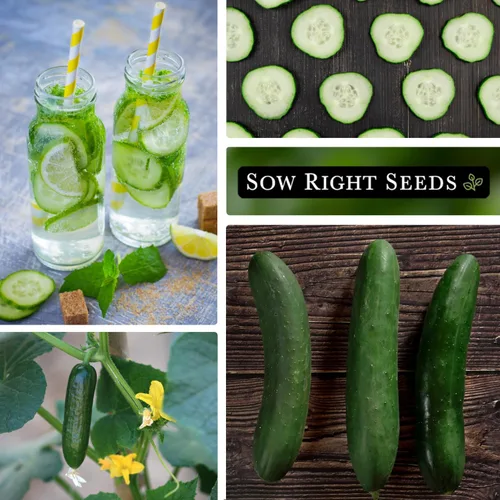 Miniatura 4 de Sow Right Seeds - Ocho semillas de pepino rectas para plantar - Paquete de reliquia sin OMG con instrucciones para plantar y cultivar un huerto