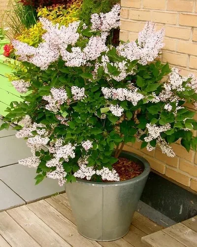 Miniatura 4 de Miss Kim Lilac Bushes Planta viva Syringa para plantar al aire libre, planta de flores fragantes Syringa de aproximadamente 5 a 7 pulgadas