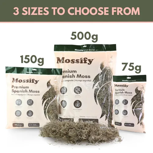 Miniatura 6 de Mossify Premium Musgo Español para Plantas Interior y Exterior 75g, 2.6Oz - Musgo Seco Natural Conservado para Manualidades, Terrarios, Arreglos
