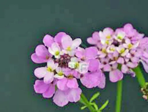 Miniatura 2 de Candytuft, semillas de mezcla alta, 100 semillas, rosa hermoso, lavanda, flores blancas