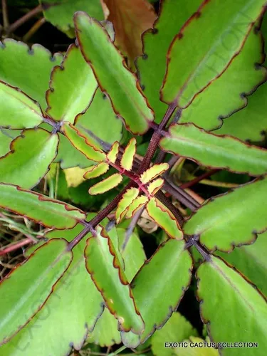 Bryophyllum Pinnatum - Planta suculenta kalanchoe pinnata de 4 pulgadas por Exotic-Succulent-Collection