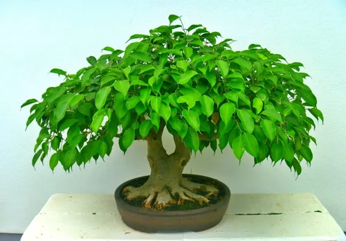 Sweet Plum Bonsai Tree Seeds | 10 semillas para cultivar como bonsái | Prunus Americana - Enviados desde Iowa, EE. UU