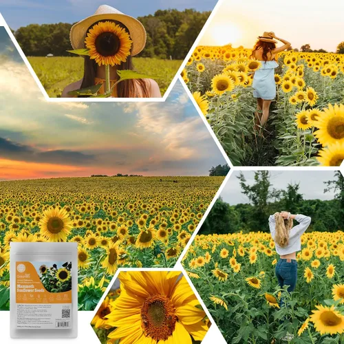 Miniatura 8 de Semillas de girasol Groundio para plantar, 1 OZ, cultiva un girasol gigante Mamut en tu jardín, más de 300 semillas de girasol con alta germinación