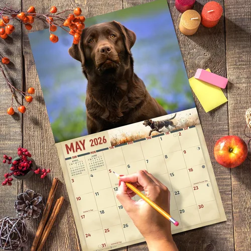 Miniatura 5 de The KING Company-Monster Calendars - Calendario de pared de perro labrador de chocolate 2026, 16 meses, tamaño XL, 14 x 22 pulgadas, calendario