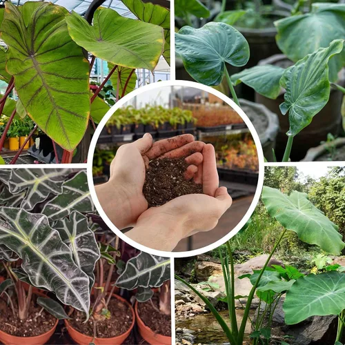 Miniatura 2 de Eleva tu Alocasia con la mezcla orgánica de tierra de Gardenera - Cultiva hojas más saludables y elegantes - 1 cuarto de galón