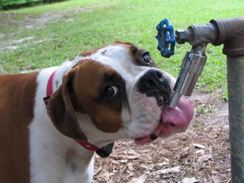 Miniatura 2 de Lixit Grifo de agua para perros para mascotas, fuente de agua al aire libre, apagador de sed fabricado en Estados Unidos