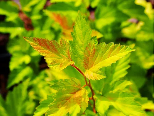 Miniatura 2 de TriStar Plants - Ninebark común - Maceta comercial de 1 galón - 2'-3' pies de alto - Physocarpus opulifolius - Arbusto floreciente, nativo, atrae