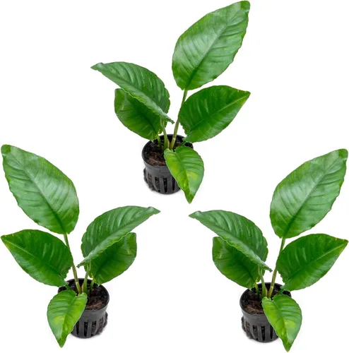 Miniatura 66 de SubstrateSource Plantas vivas – Anubias Hastifolia (Anubias hastifolia) – Luz baja a moderada, hojas en forma de flecha de color verde medio a