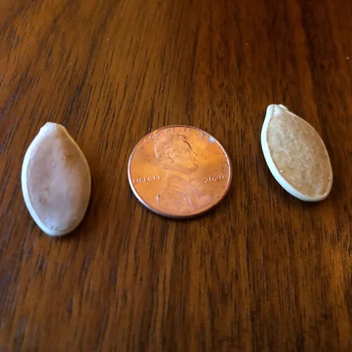 Miniatura 3 de Canailles, Paquete de 10 semillas de calabaza gigante del Atlántico, calabazas enormes comienzan aquí, fabricadas en los Estados Unidos