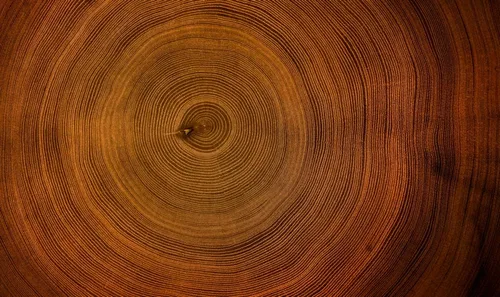 Miniatura 2 de 5 semillas de árbol de caoba ricas para plantar - Madera altamente valorada