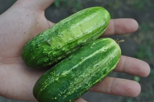 Miniatura 3 de Semillas Decapado Pepino Zasol No GMO Heirloom