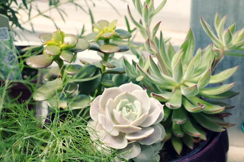 Miniatura 4 de ragnaroc Plantas suculentas vivas – Echeveria Setosa, enraizadas en maceta de 4 pulgadas – 1 unidad – Llegada viva garantizada – Plantas