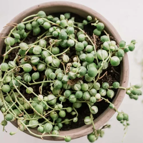 Miniatura 4 de Planta de cadena de perlas vivas para plantar, maceta de cadena de perlas, planta de cadena de perlas vivas, completamente enraizada, planta