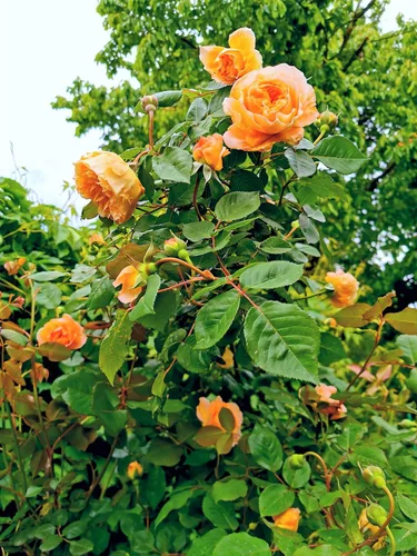 Miniatura 3 de 5 Seeds Orange Climbing Rose Rosa Bush Vine Climber Fragrant Butterfly Flower Seeds