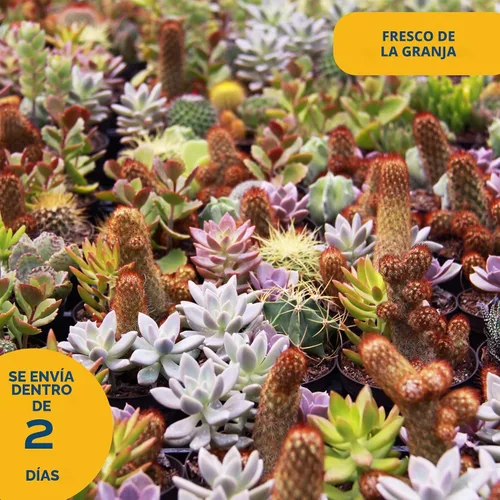 Miniatura 3 de Costa Farms Hoya Heart - Planta tipo suculenta viva de interior, 5 pulgadas de alto, en recipiente de cerámica blanca en forma de globo
